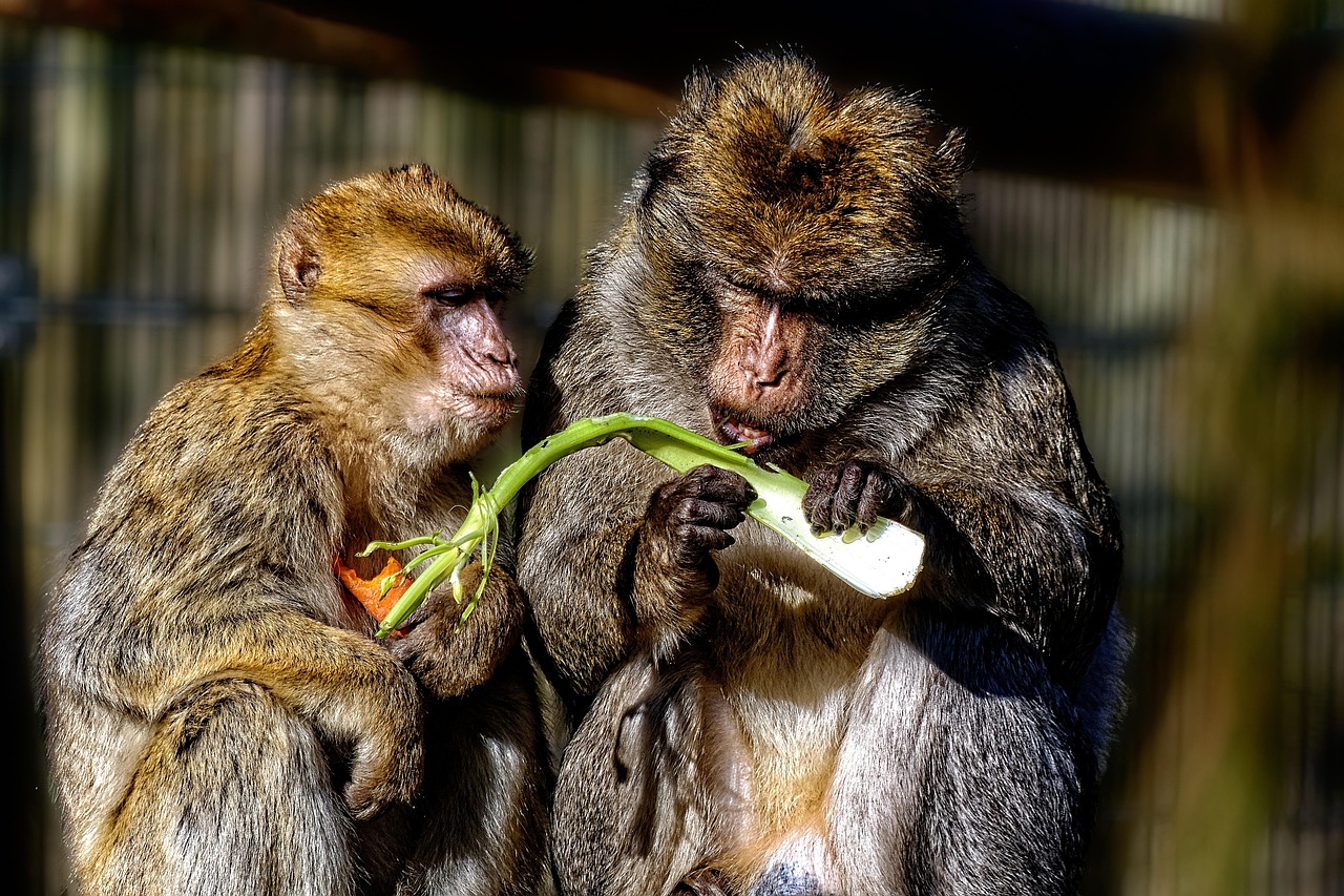 Monkeys Primates Animals Free photo on Pixabay Pixabay