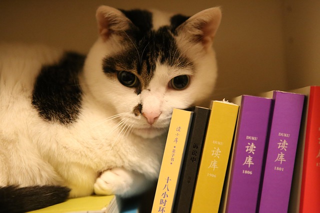 Free Cat Book photo and picture
