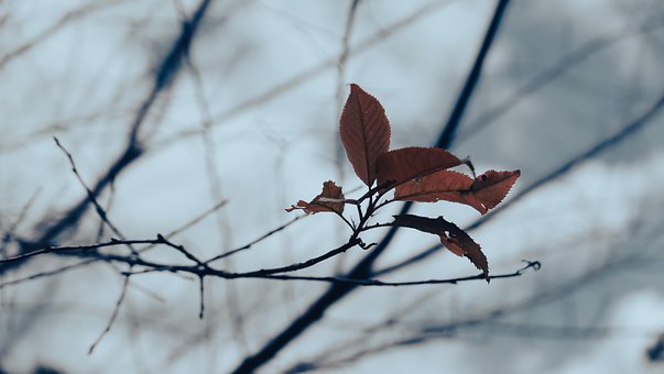 Natureza, Floresta, Árvore