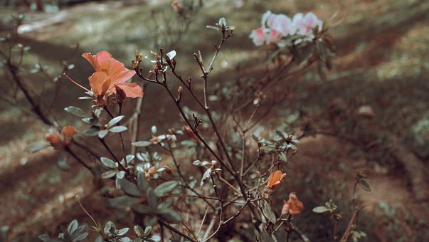 Natureza, Flor, Caloroso