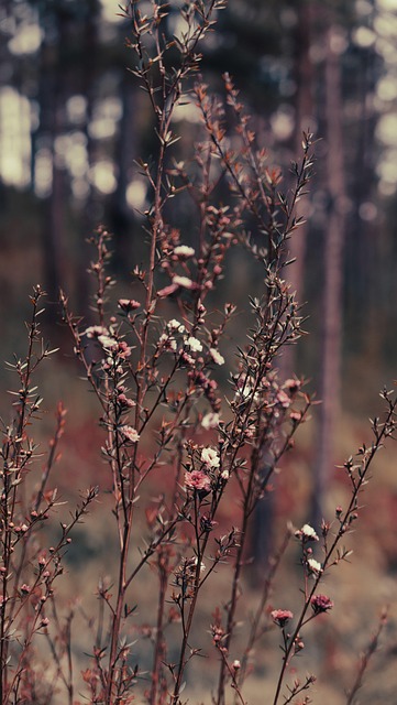 Arvores, Natureza, Flores, Jardim