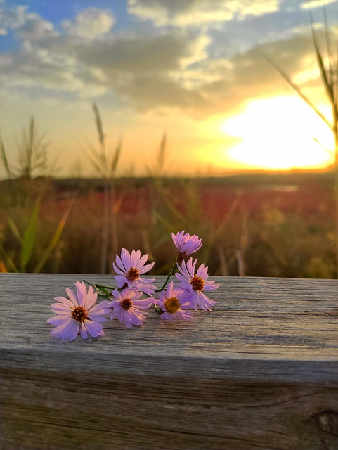 Blume, Meer, Sonnenuntergang, Himmel
