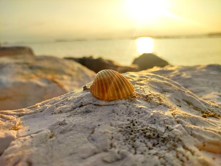 Muschel, Muscheln, Strand