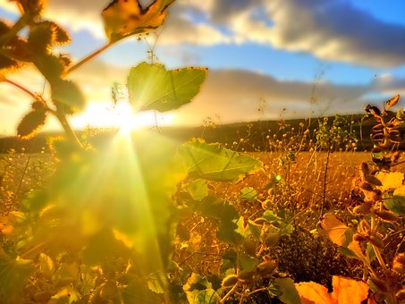 Laub, Herbst, Natur, Landschaft