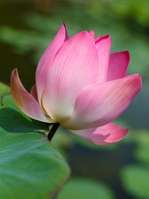 Blomst, Lotus, Lyserød Blomst