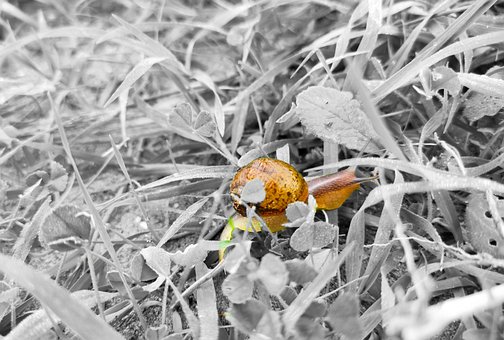 Schnecken, Schnecke, Tiere, Natur, Laub