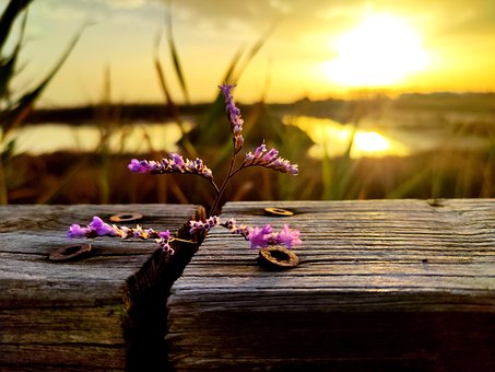Blume, Sonnenuntergang, Meer, Die Nadel