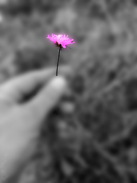 Blume, Hand, Hände, Mann, Liebe
