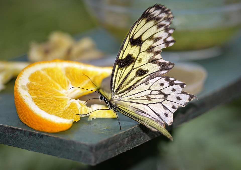 paper-kite-butterfly-rice-free-photo-on-pixabay