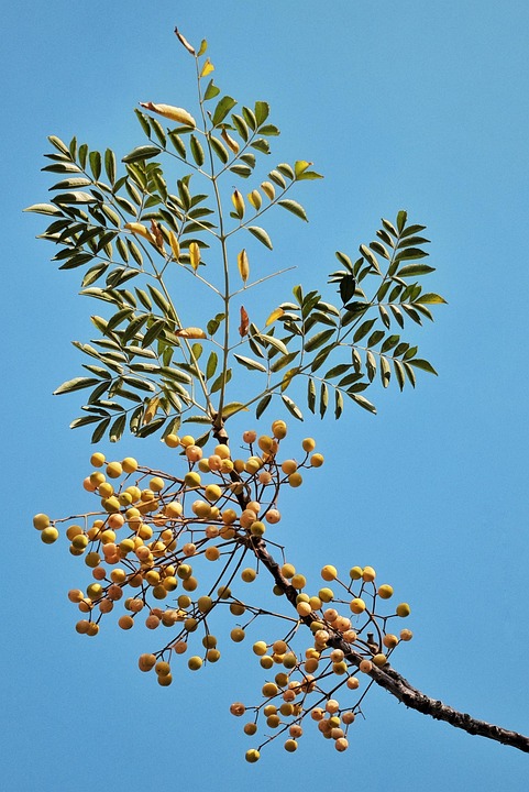 Fruits Yellow Ripe - Free photo on Pixabay - Pixabay