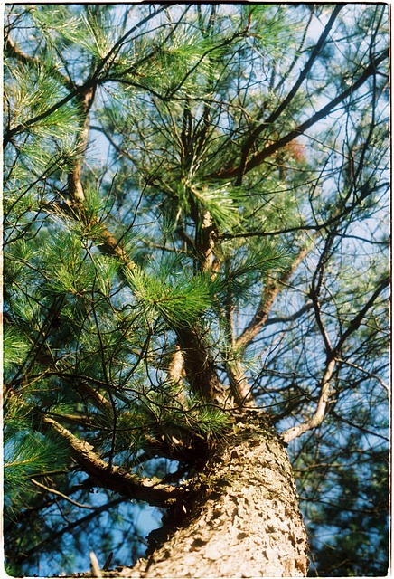 Molduras, Árvore, Floresta, Madeira