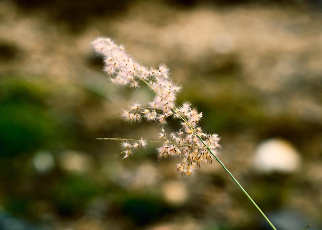 Flor, Flor Seca, Flores Silvestres