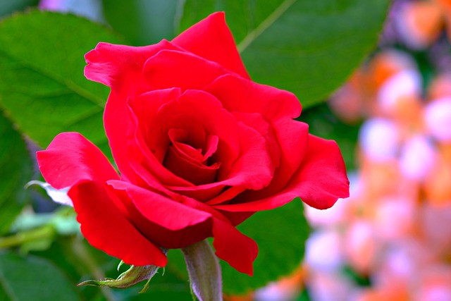 Red Flower Rpse Red Rose Flower Plant - Free photo on Pixabay - Pixabay