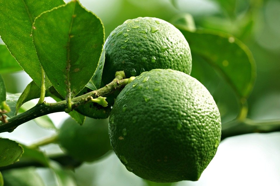 Orange Fruit Unripe Free photo on Pixabay Pixabay