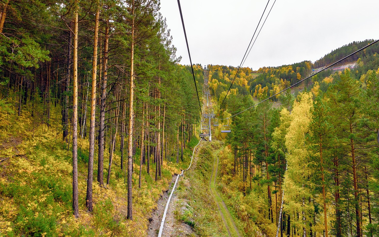 Forest - free online jigsaw puzzle photo