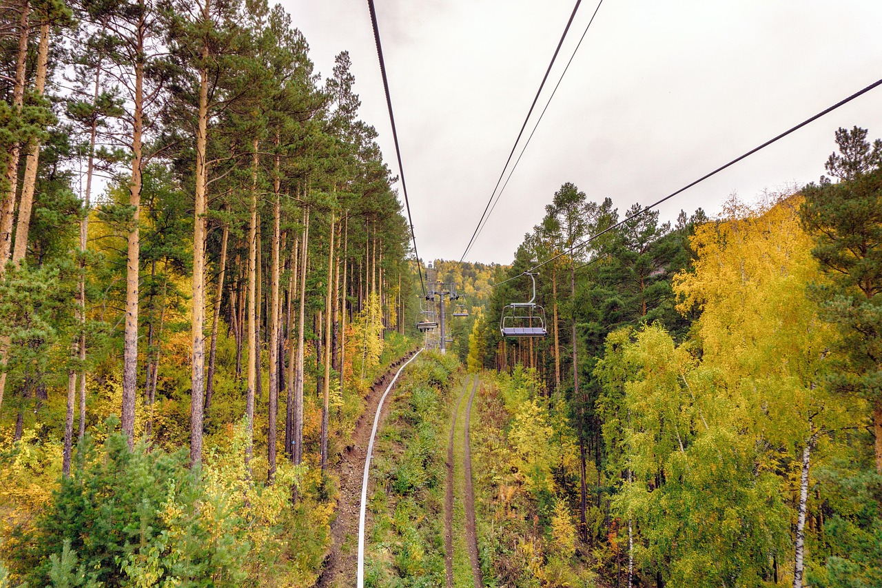 Forest - free online jigsaw puzzle photo
