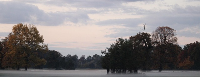 Free Meadow Mist photo and picture