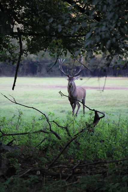 Free Deer Stag photo and picture