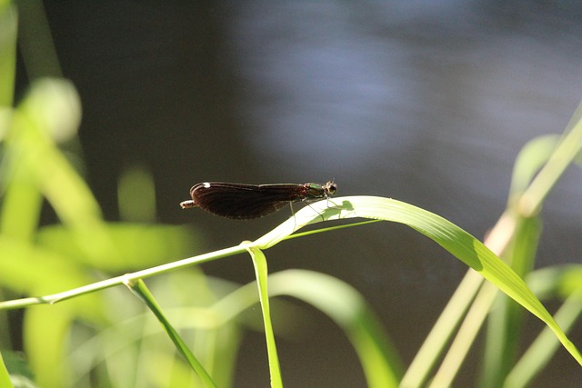 Free Leaf River photo and picture