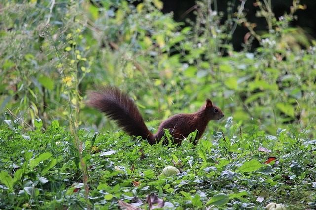 Free Red Squirrel photo and picture