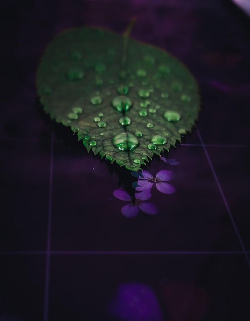 Free Leaf Nature photo and picture