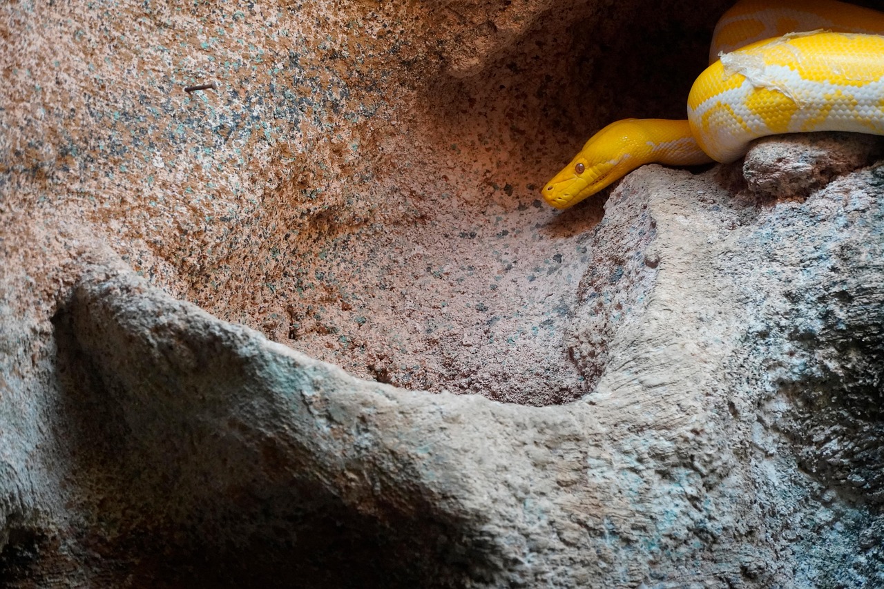 Serpent Reptile Python - Photo gratuite sur Pixabay - Pixabay