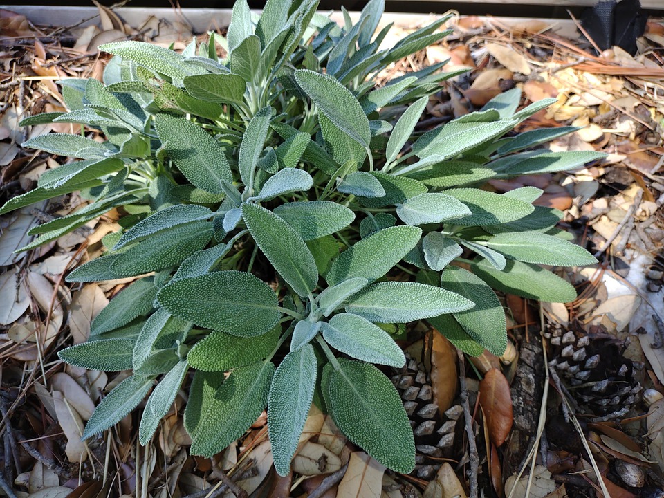 Sage Tanaman Herba Foto Gratis Di Pixabay Pixabay sage-tanaman-herba-foto-gratis-di-pixabay-pixabay