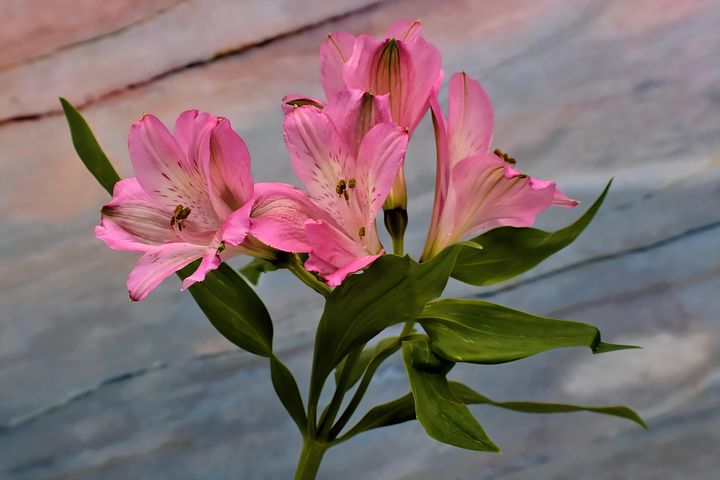 以上の無料alstroemeria 花画像 Pixabay