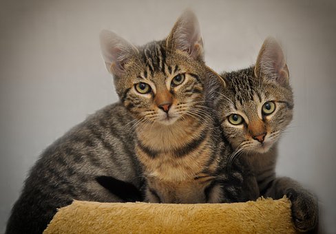 Free Cats Pets photo and picture