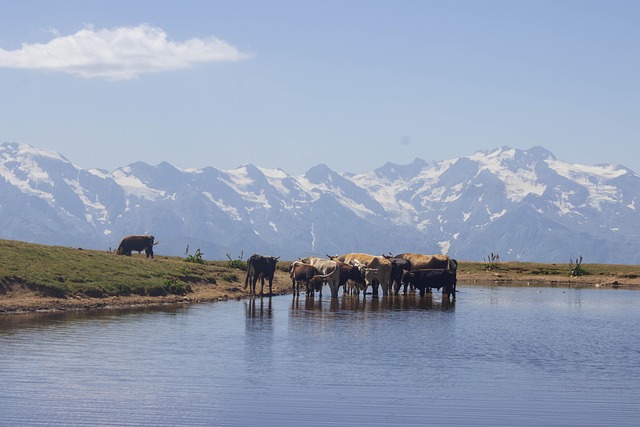 Lac Vaches Montagnes - Photo gratuite sur Pixabay - Pixabay