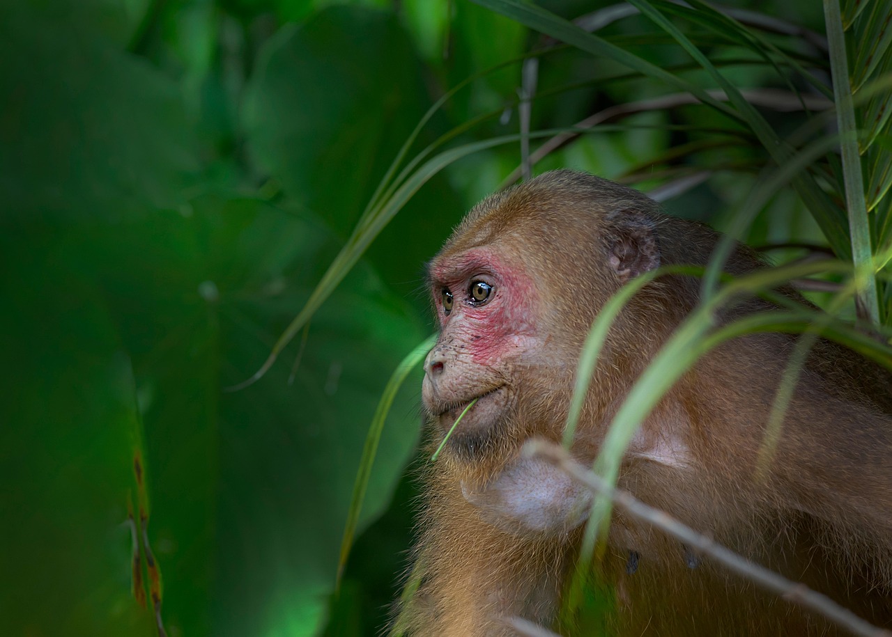 Stump-Tailed Macaque - free online jigsaw puzzle photo