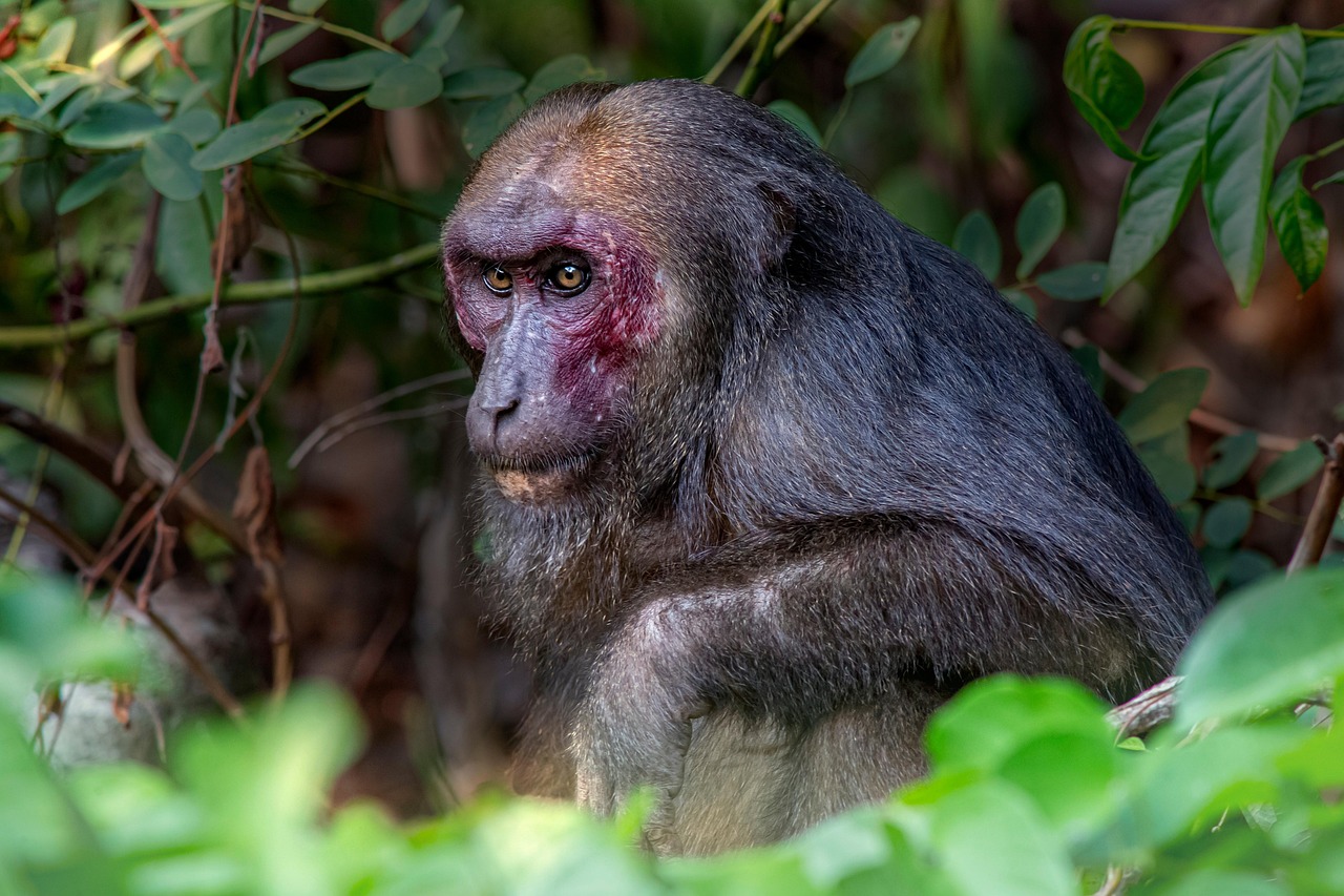Stump-Tailed Macaque - free online jigsaw puzzle photo
