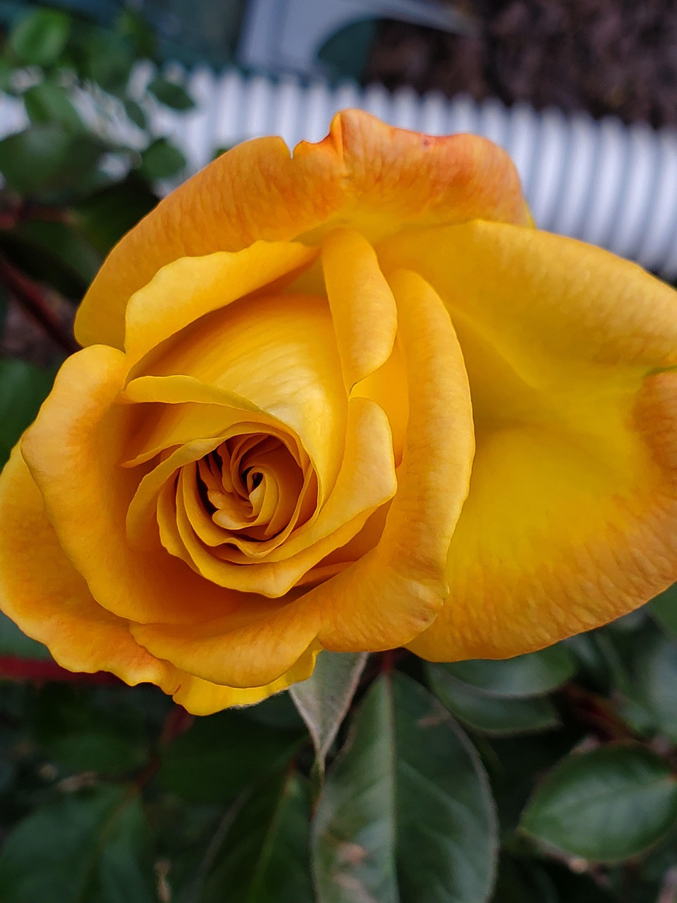 Yellow Rose Flower Free photo on Pixabay Pixabay