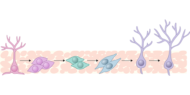 Neurona, Cerebro, Hipocampo, Neuronas
