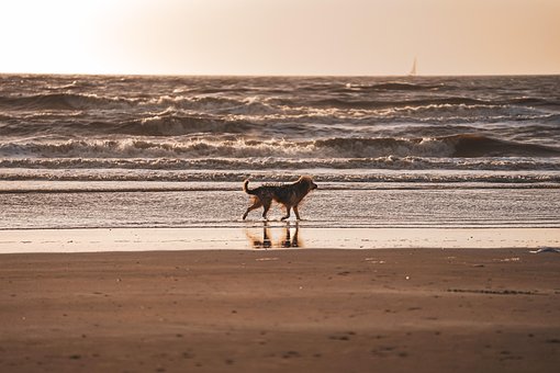 Free Dog Beach photo and picture