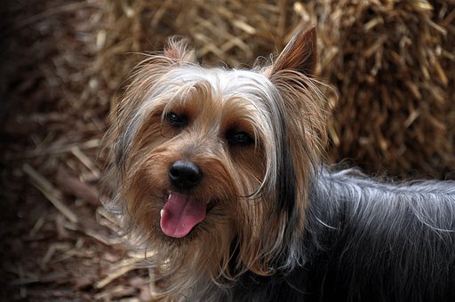 Free Dog Animal photo and picture