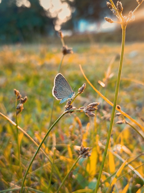 Alcon Azul, Borboleta, Inseto, Relva