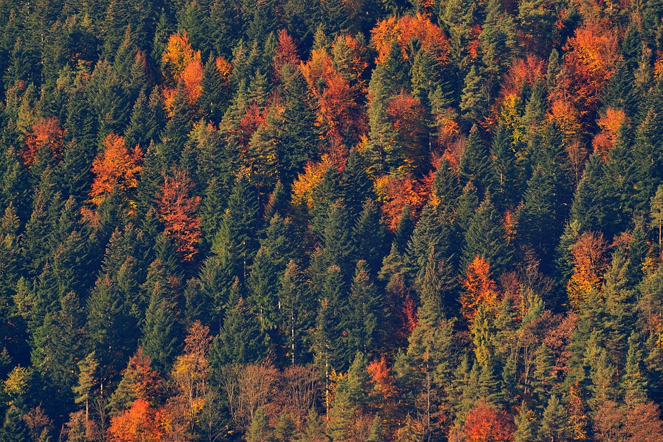 树木 森林 秋天的树林 - Pixabay上的免费照片 - Pixabay
