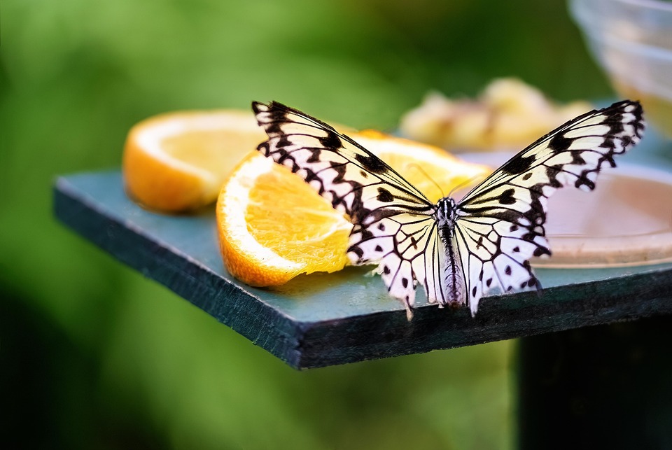 paper-kite-butterfly-rice-free-photo-on-pixabay-pixabay
