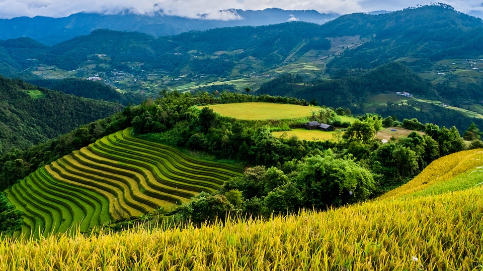 Real Rice Fields Rice Terraces Field Paddy - Free photo on Pixabay - Pixabay