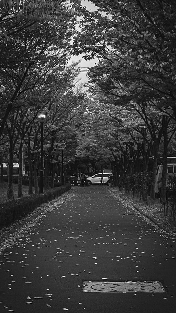Free Park Trees photo and picture