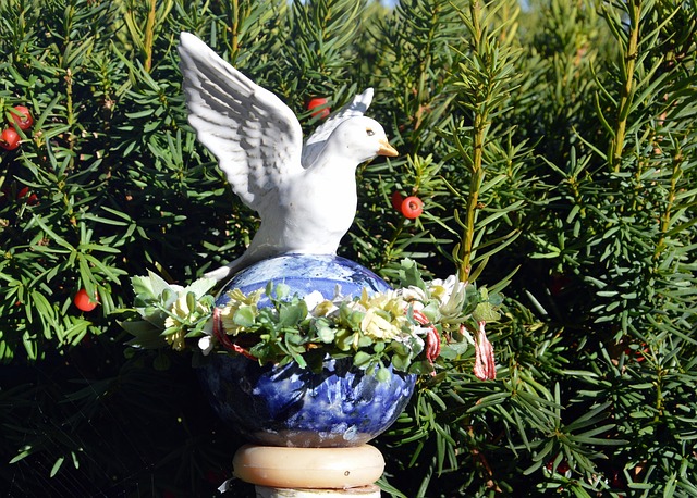 Free Bird Dove photo and picture