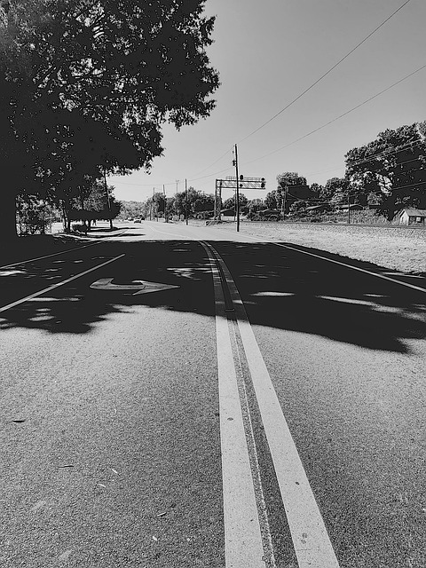 Free Shadow Trees photo and picture