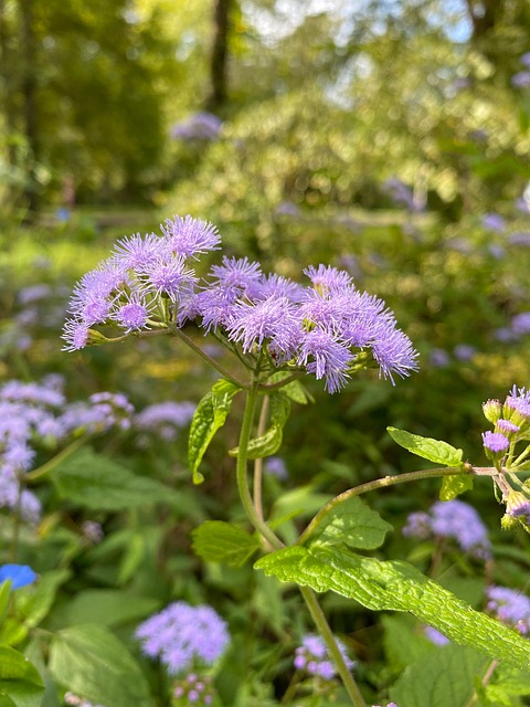 Free Flower Purple photo and picture
