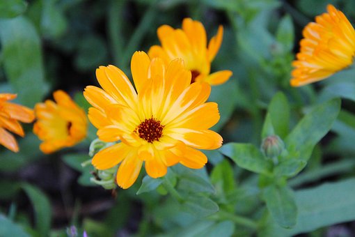 Morgenfrue, Plante, Natur, Have, Lyse