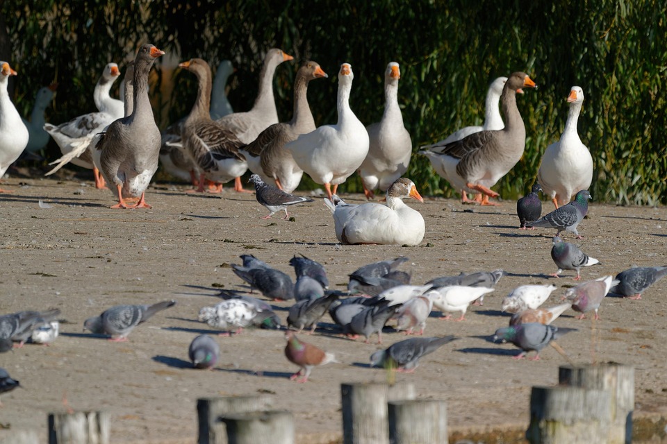 Birds geese pigeons free photo on pixabay