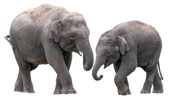 Free Elephants Pachyderm illustration and picture