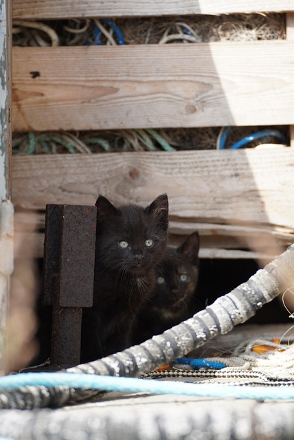 Katter, Kattunge, Bortkommen, Dyr