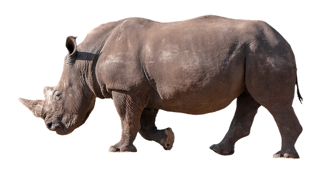 Free Rhino Rhinoceros illustration and picture