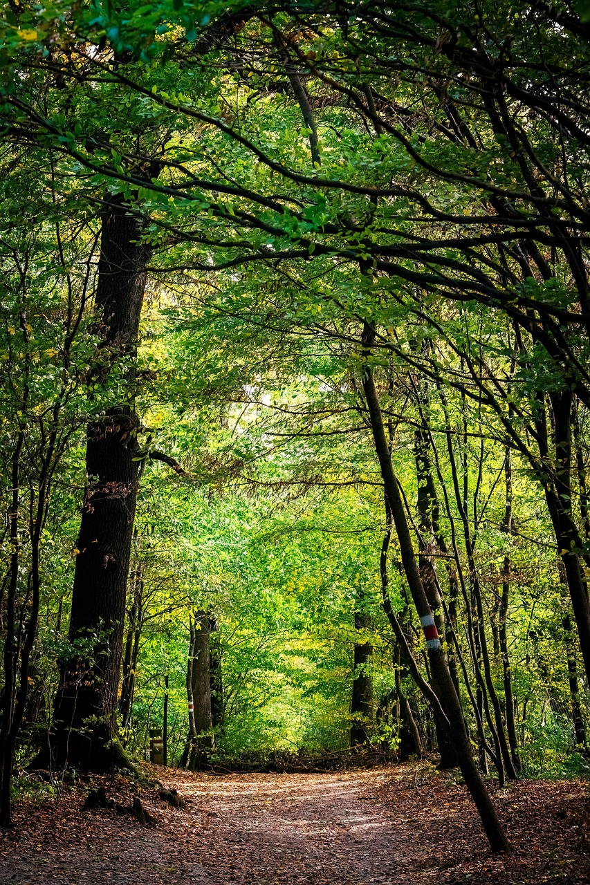 Forest Nature Trees Free Photo On Pixabay Forest Nature Trees Free Photo On Pixabay